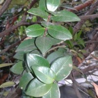 Syzygium zeylanicum (L.) DC.